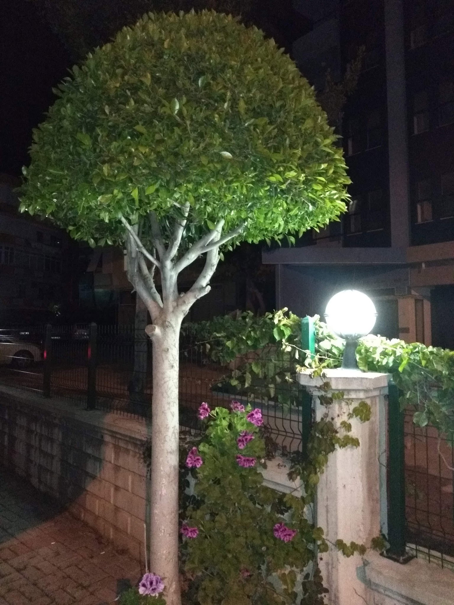 Zilli Öküz Homemade Burger Alanya