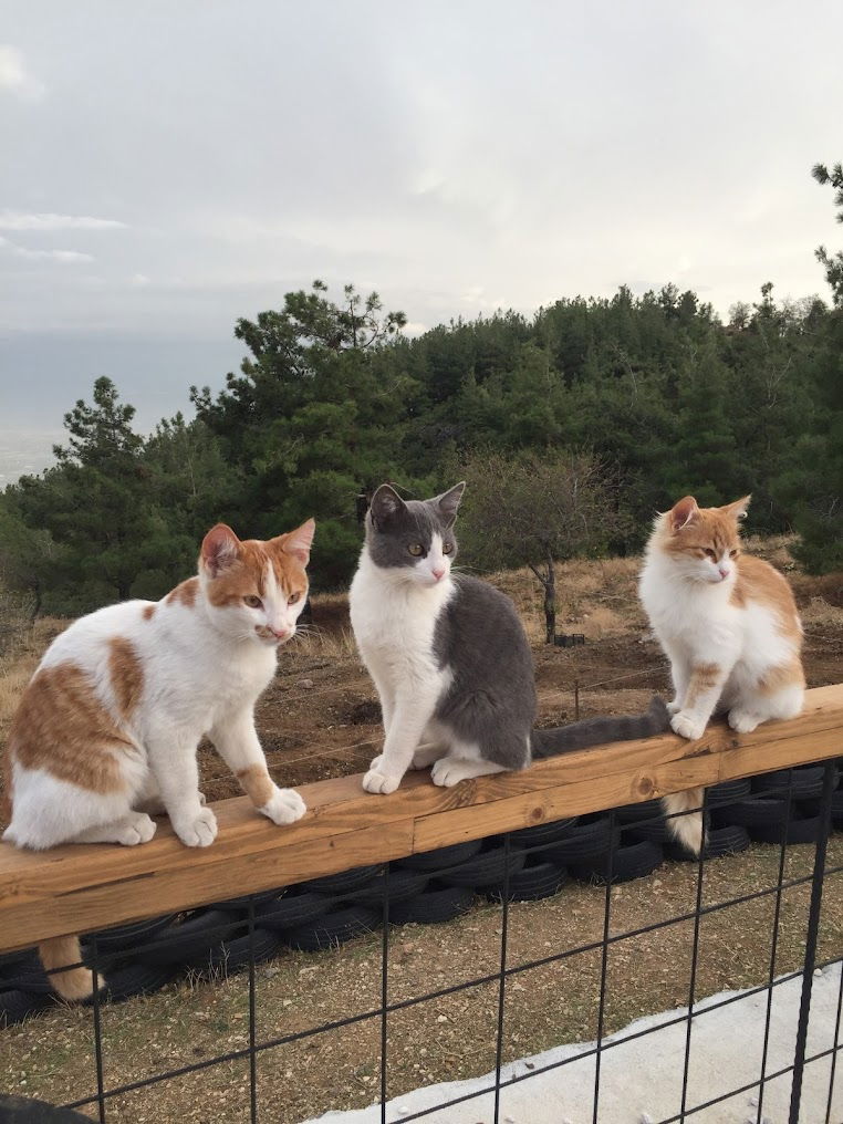 Turgutalp Restaurant