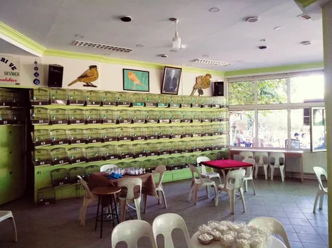 Kanaryacilar Dernegi resimleri