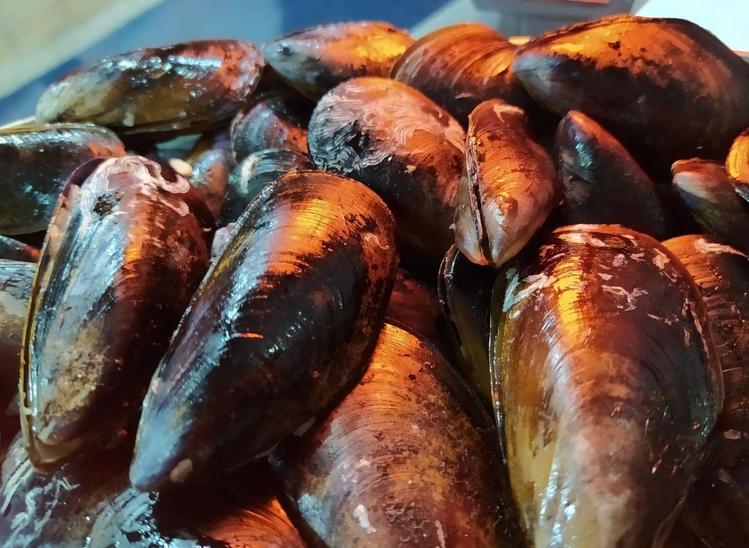 Karışık Midye Dolma (750 gr.)