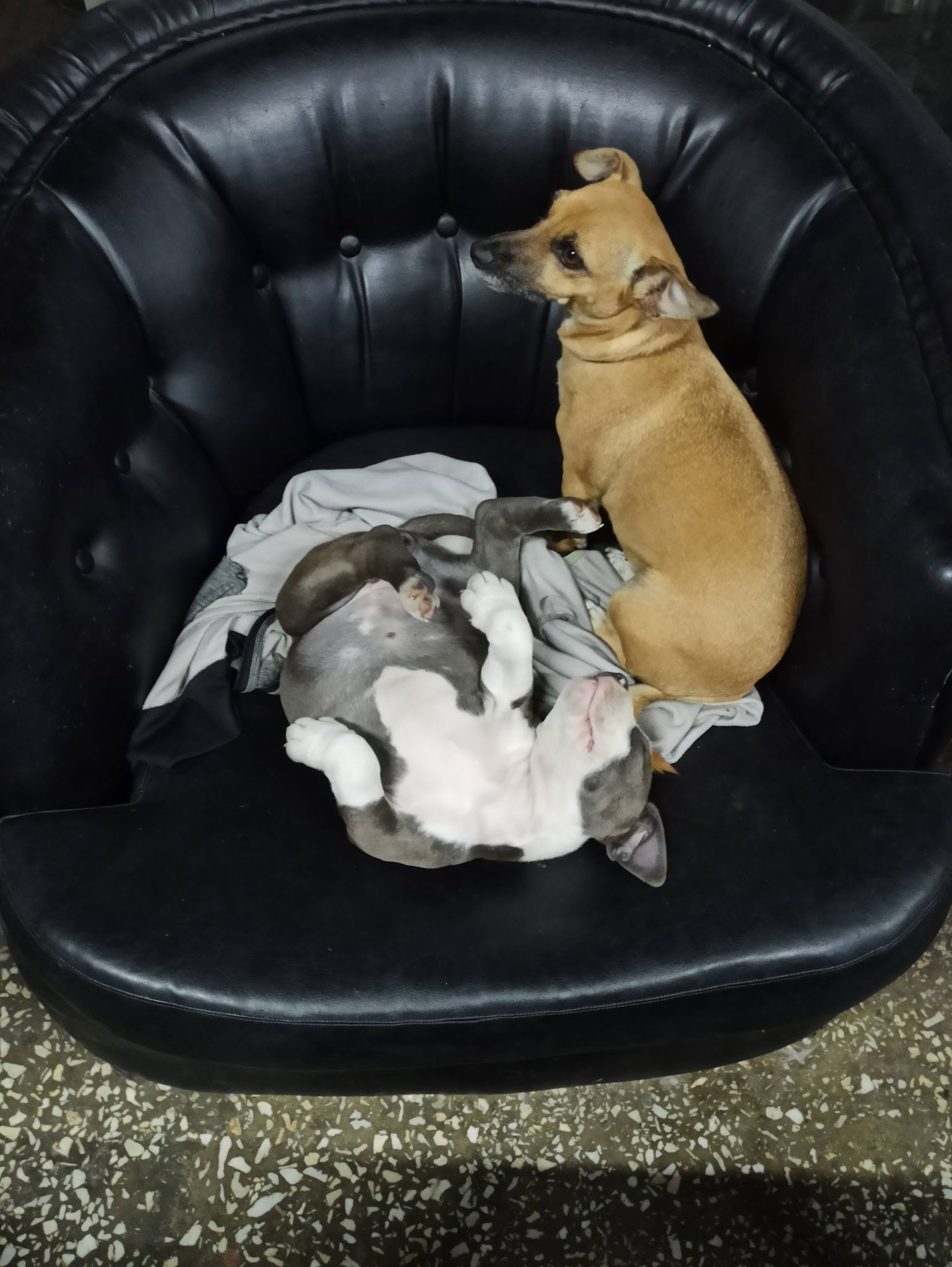 Sardunya Köfte Ve Çorba