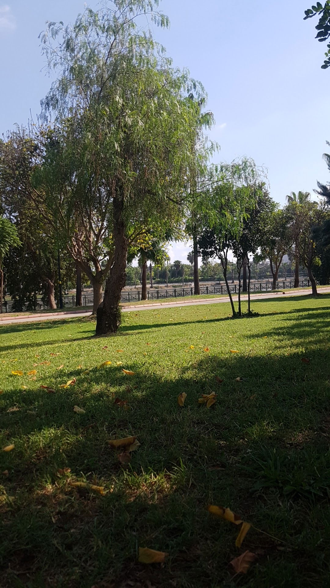 Emirgan Çay Bahçesi