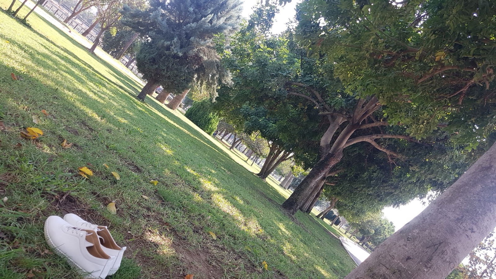 Emirgan Çay Bahçesi