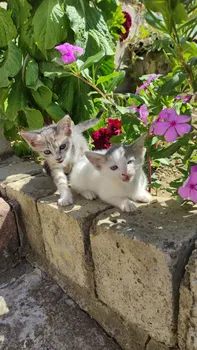 Kasran Bahçe resimleri