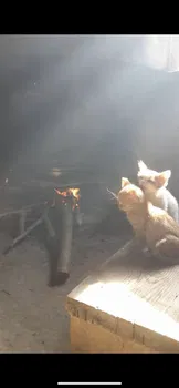 Kasran Bahçe resimleri