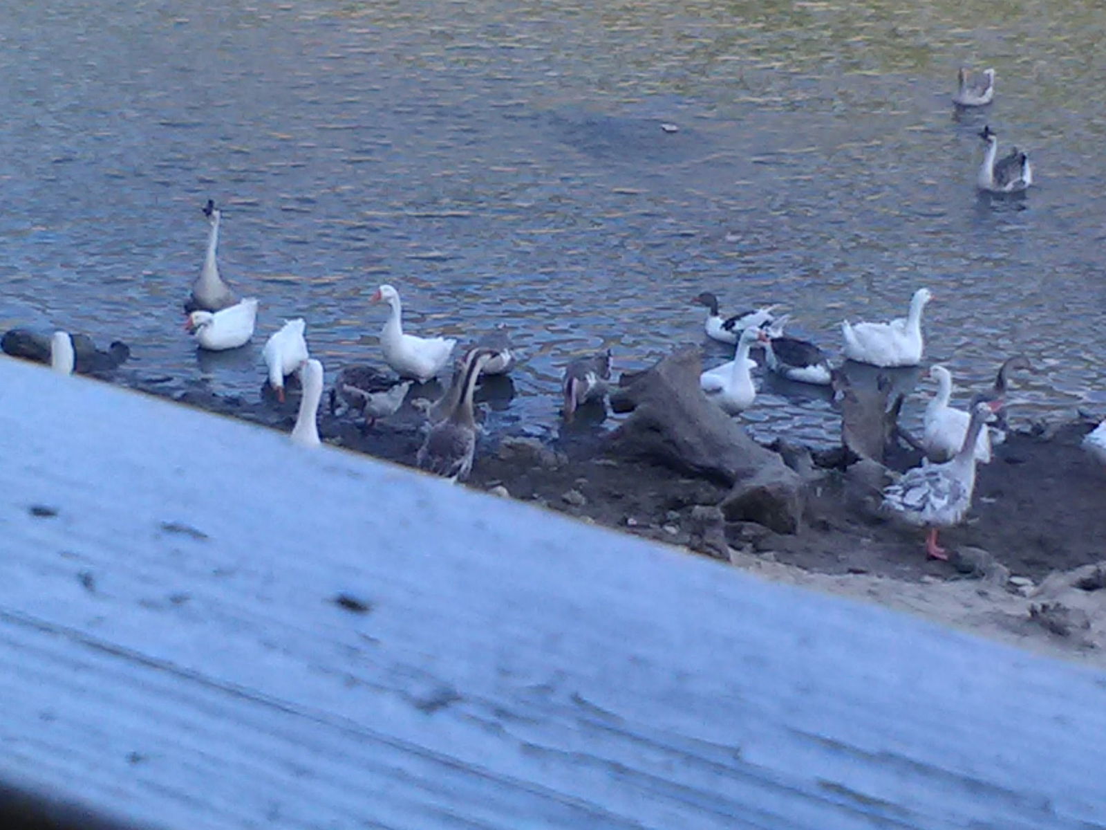 Karadeniz Pide Lahmacun